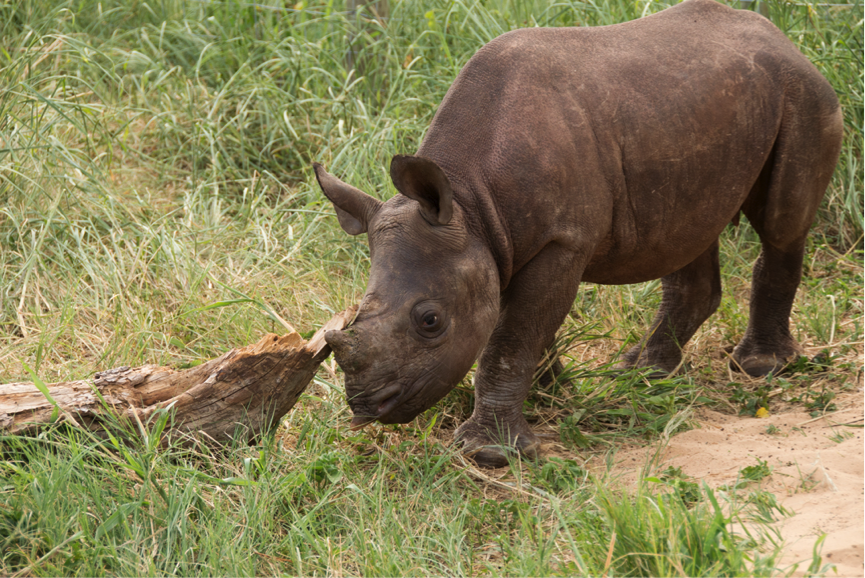 Wild World of Rhinos: Their Moment of Truth – Helping Rhinos Charity graphic