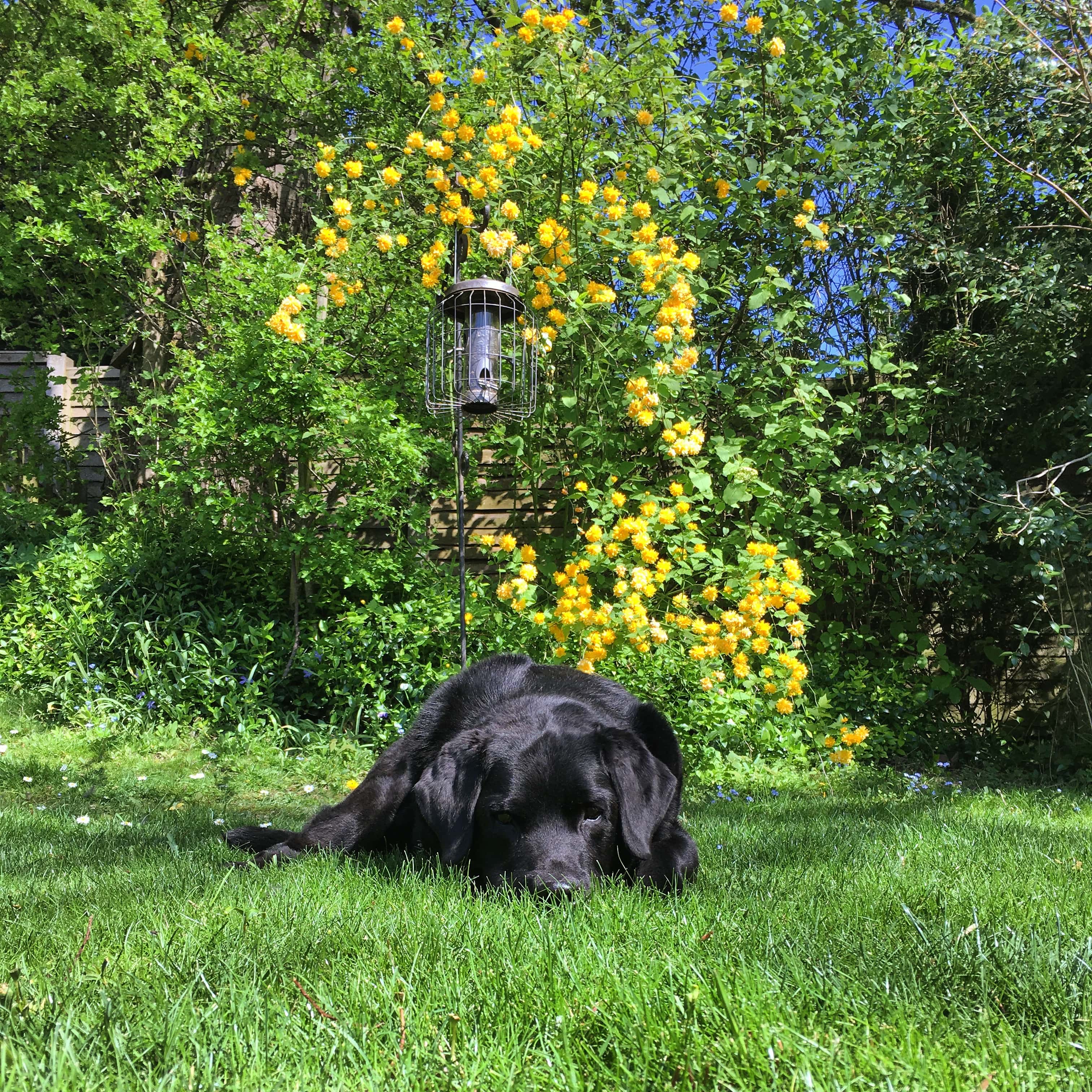 Keeping your pooch safe in the garden! graphic