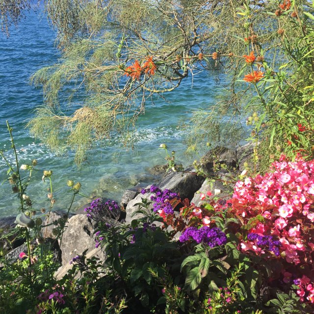 flowers in montreux